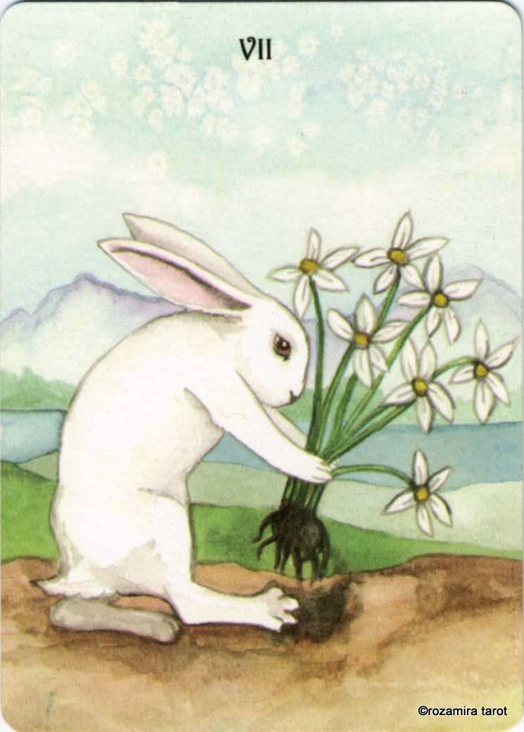 Rabbit Tarot